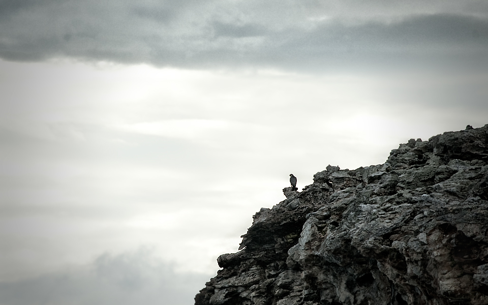 En pilgrimsfalk på en klippö långt ut till havs.
